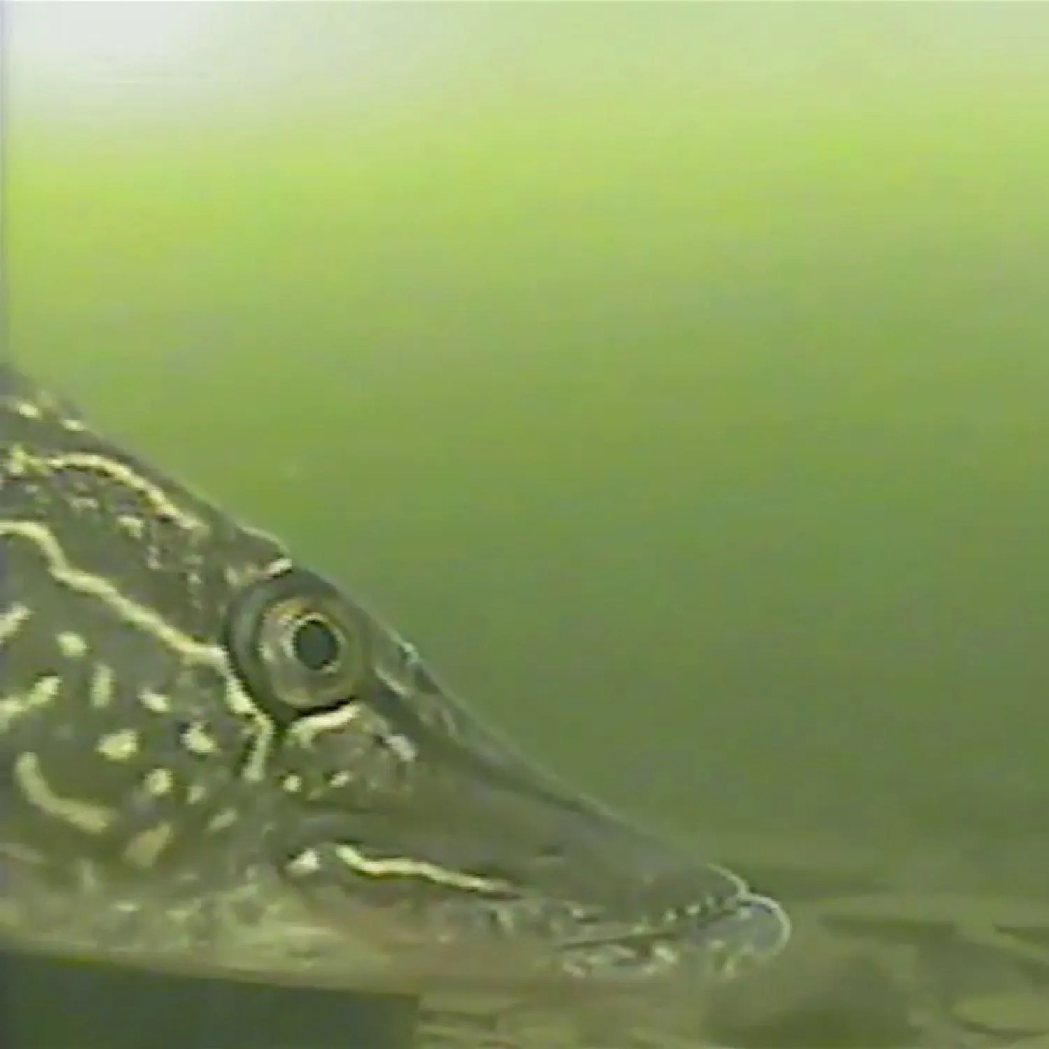 Northern pike caught on Fishbrain