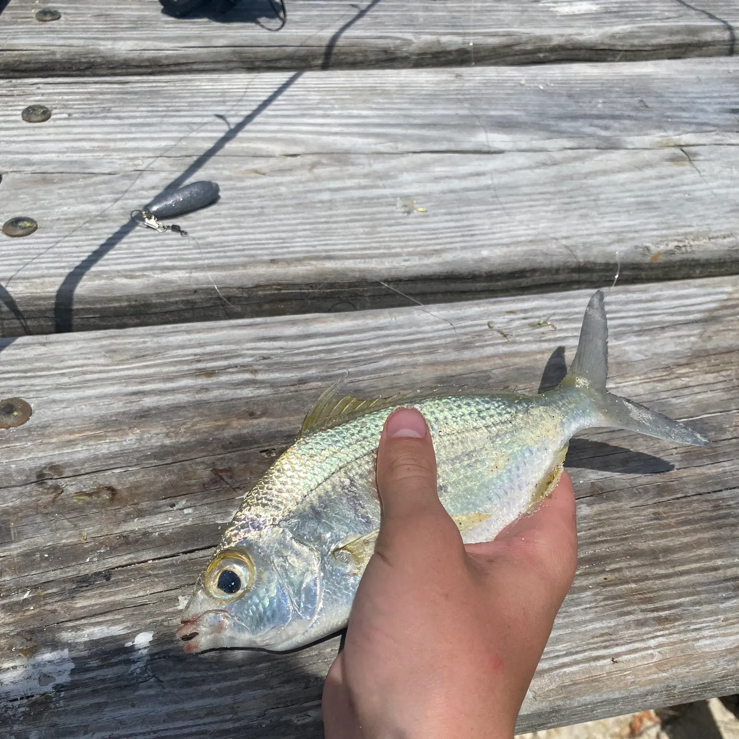 The most recent Yellowfin mojarra catches on Fishbrain