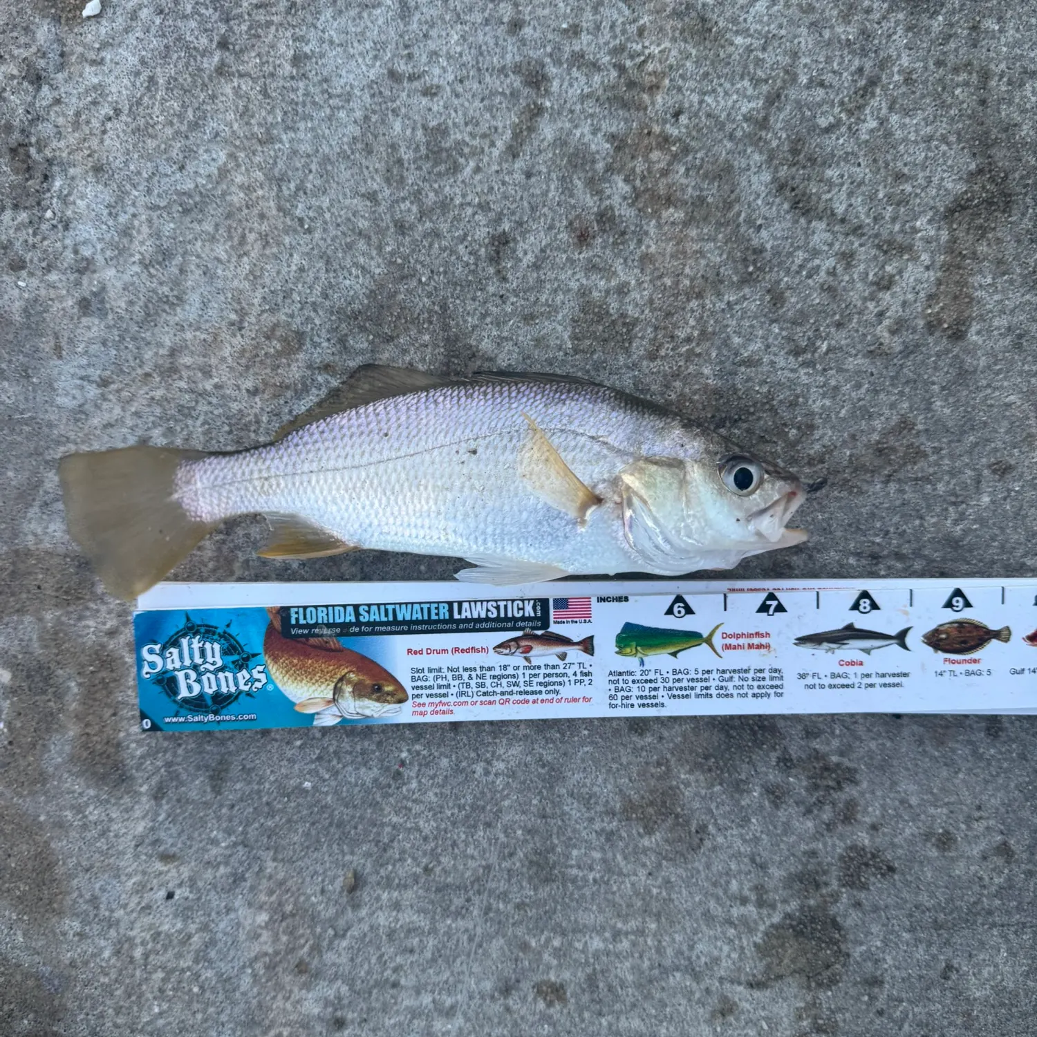 Silver perch caught on Fishbrain