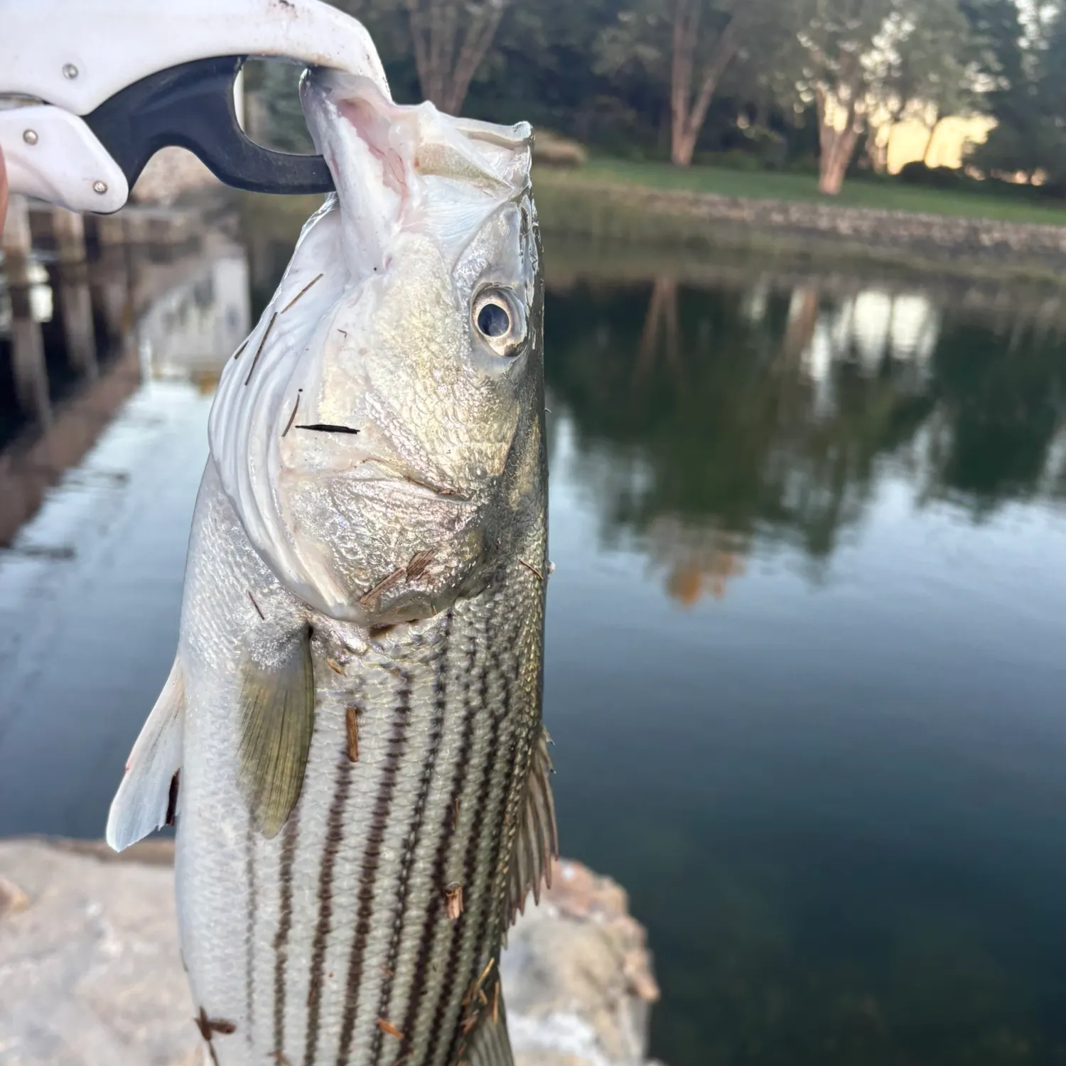 Striped bass caught on Fishbrain