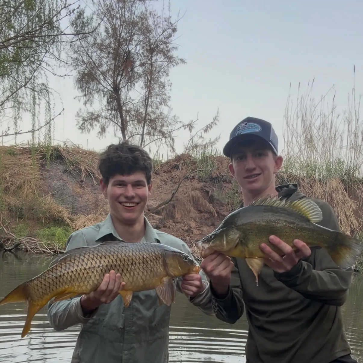 Common carp caught on Fishbrain