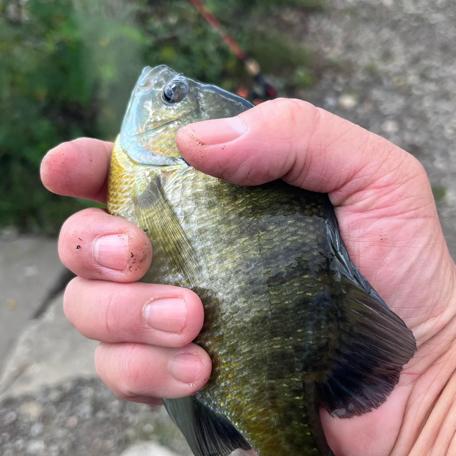 Bluegill caught on Fishbrain