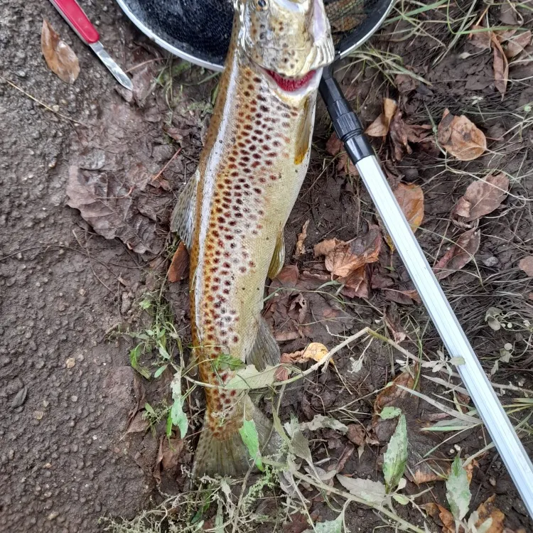 The most recent Lake trout catches on Fishbrain