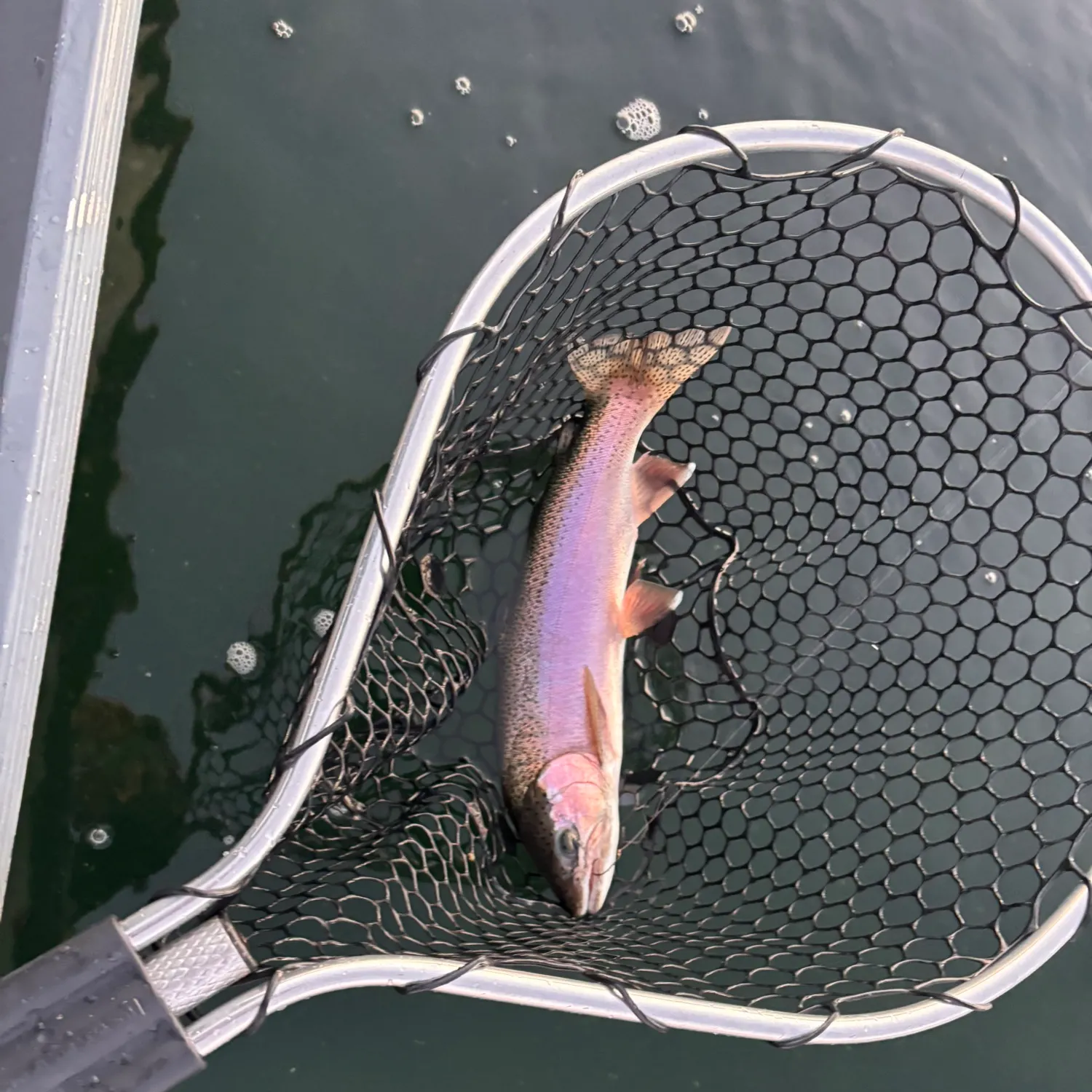 Rainbow trout caught on Fishbrain