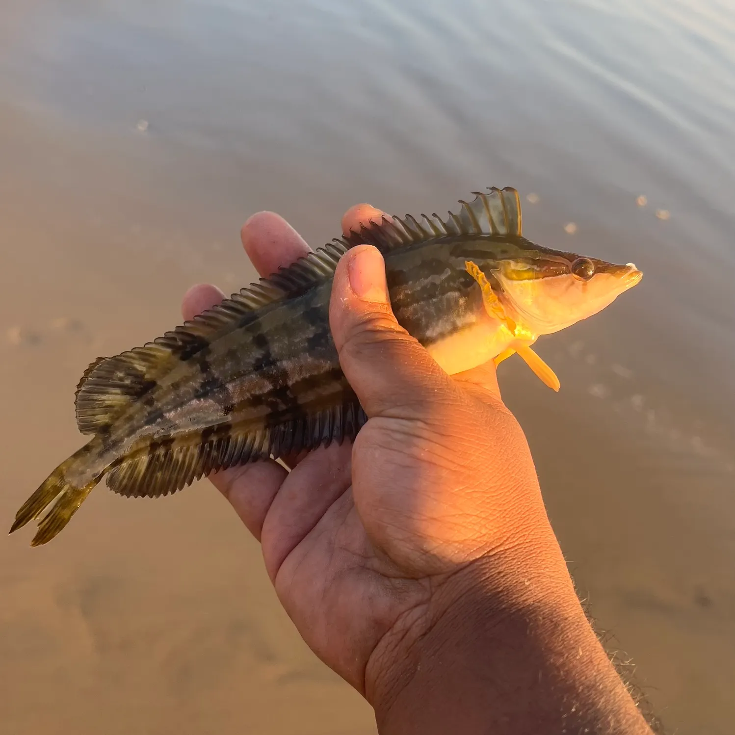 The most recent Striped kelpfish catches on Fishbrain