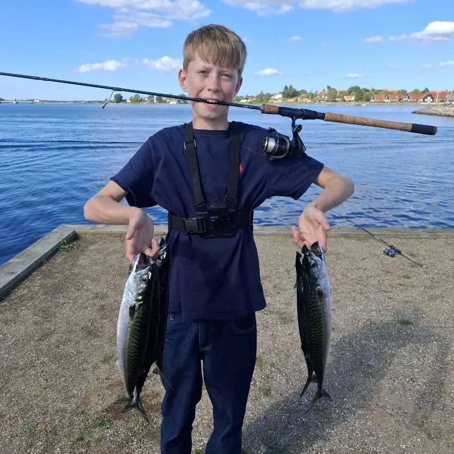 The most recent Atlantic mackerel catches on Fishbrain