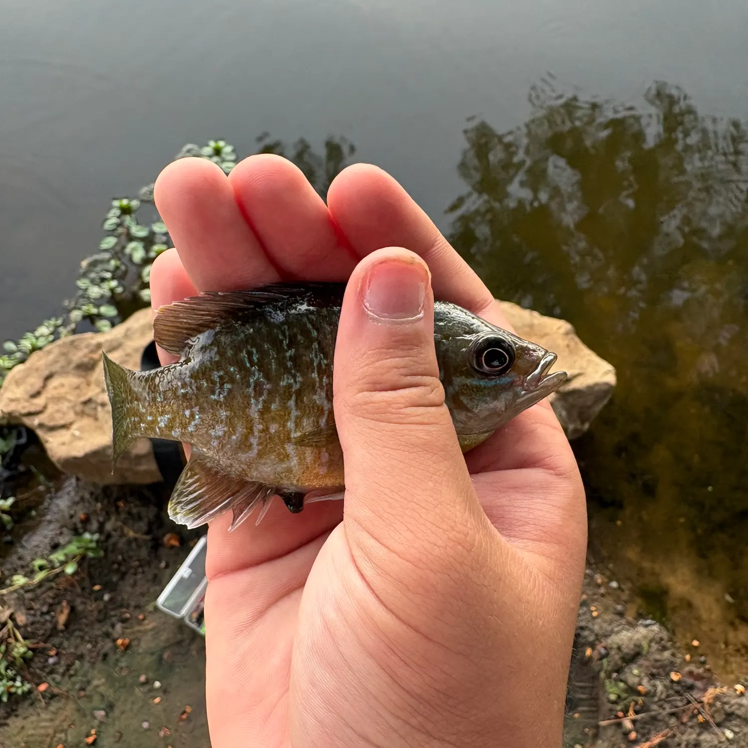 Greengill hybrid caught on Fishbrain
