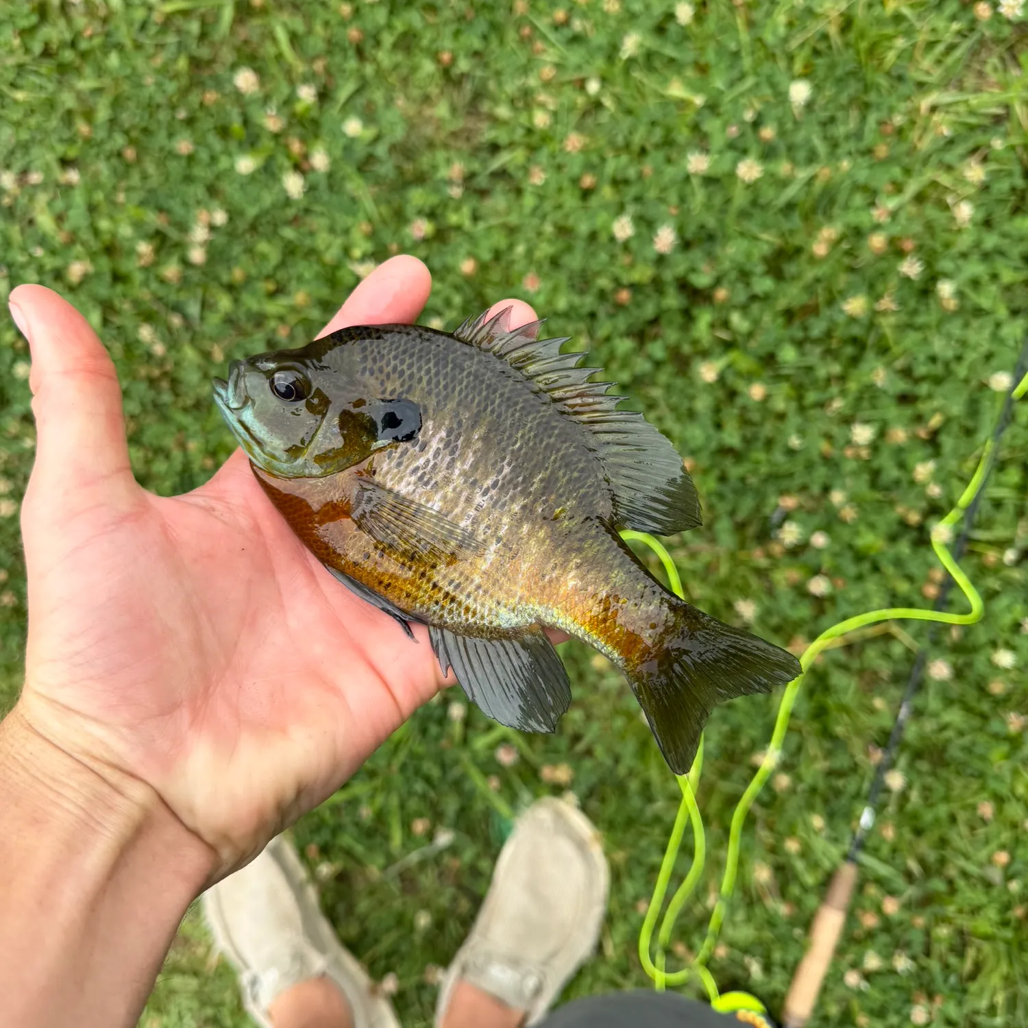 Bluegill caught on Fishbrain