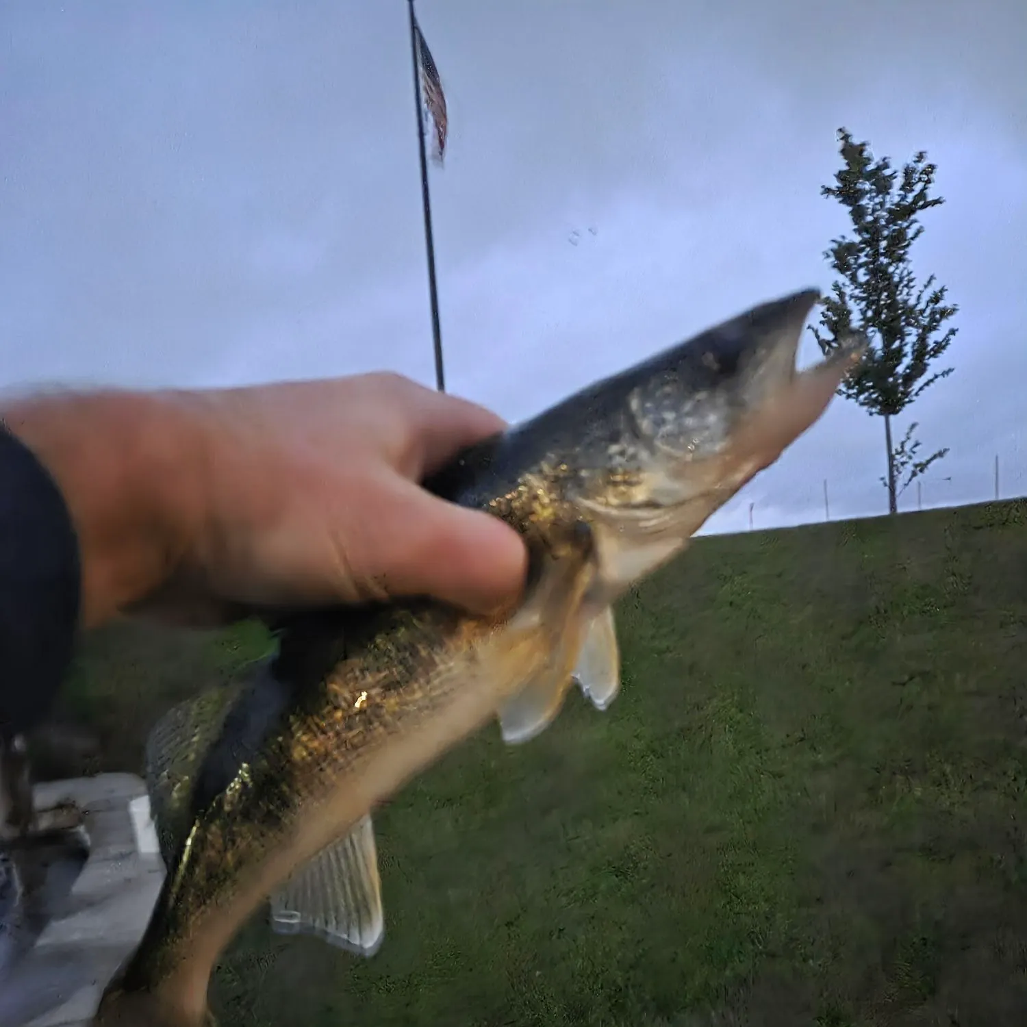 Walleye caught on Fishbrain