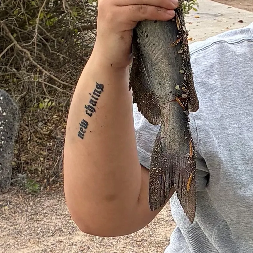 Channel catfish caught on Fishbrain