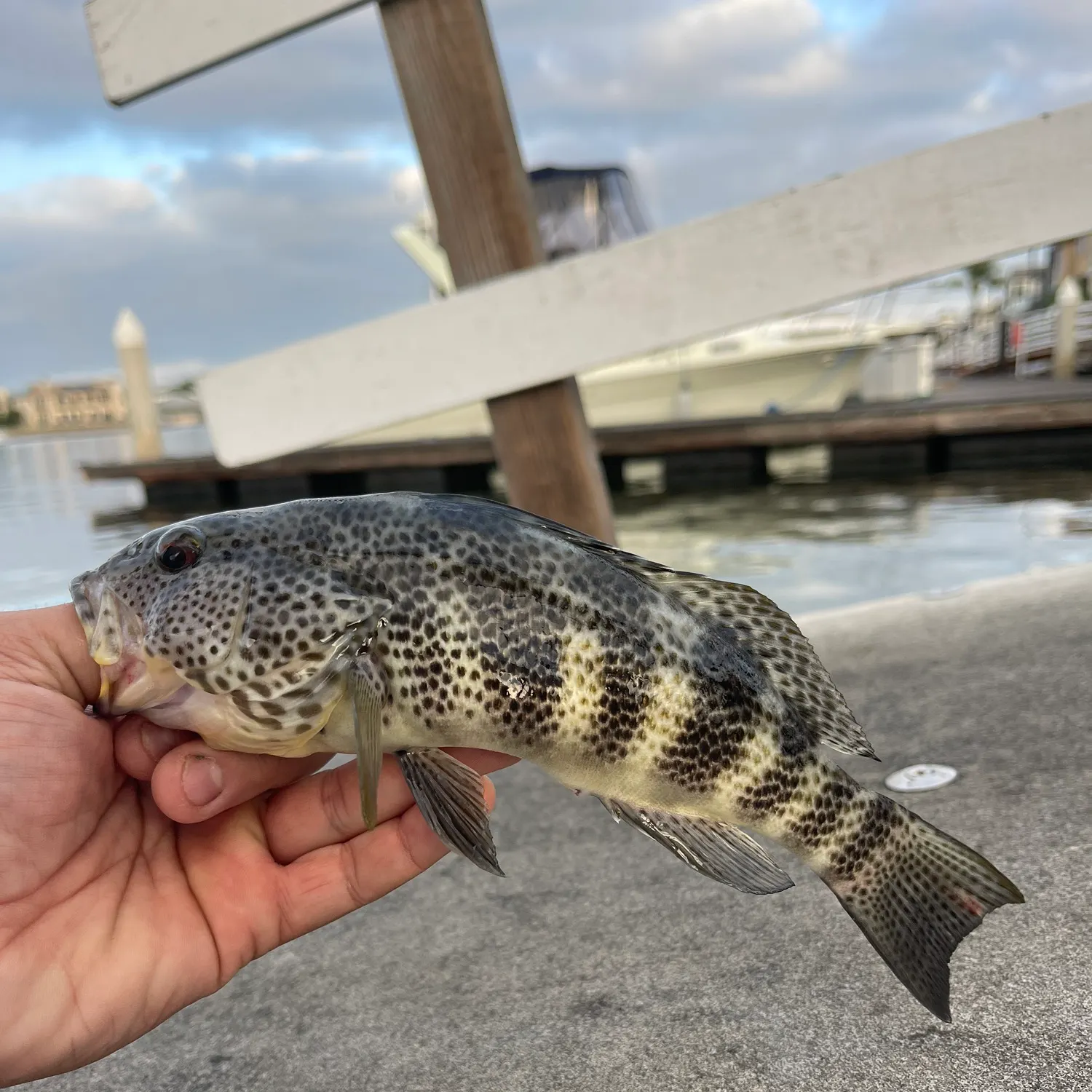 catch