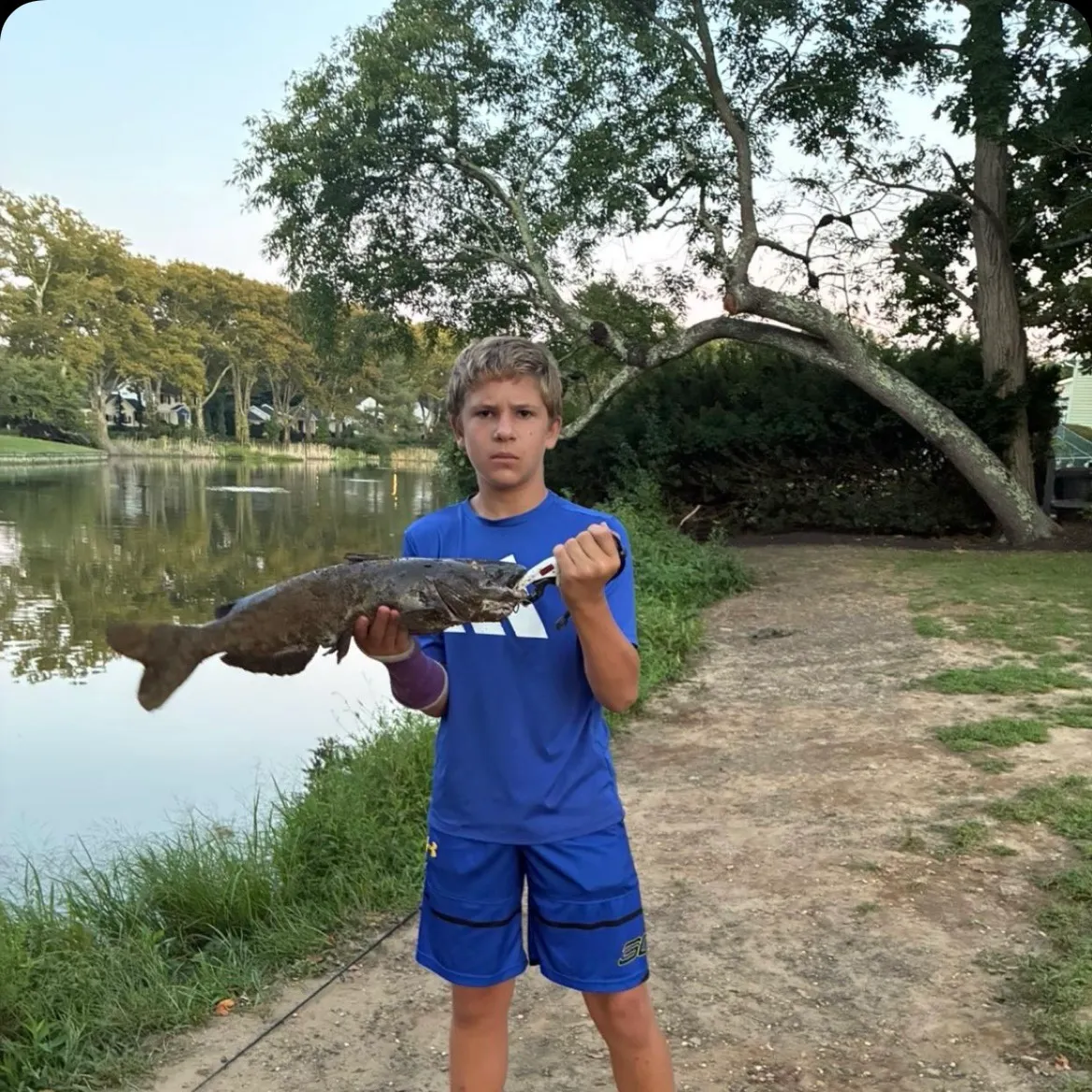 Channel catfish caught on Fishbrain