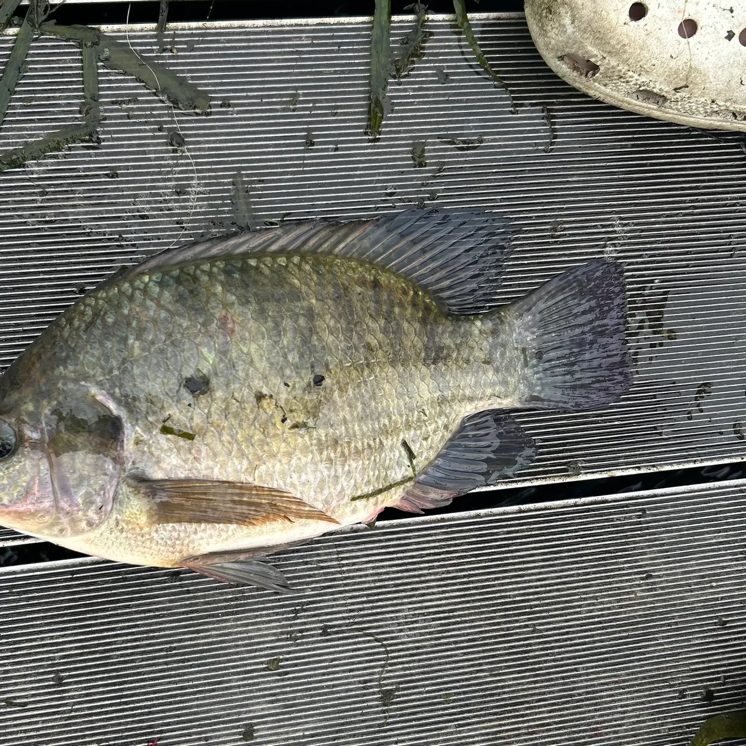 Blue tilapia caught on Fishbrain