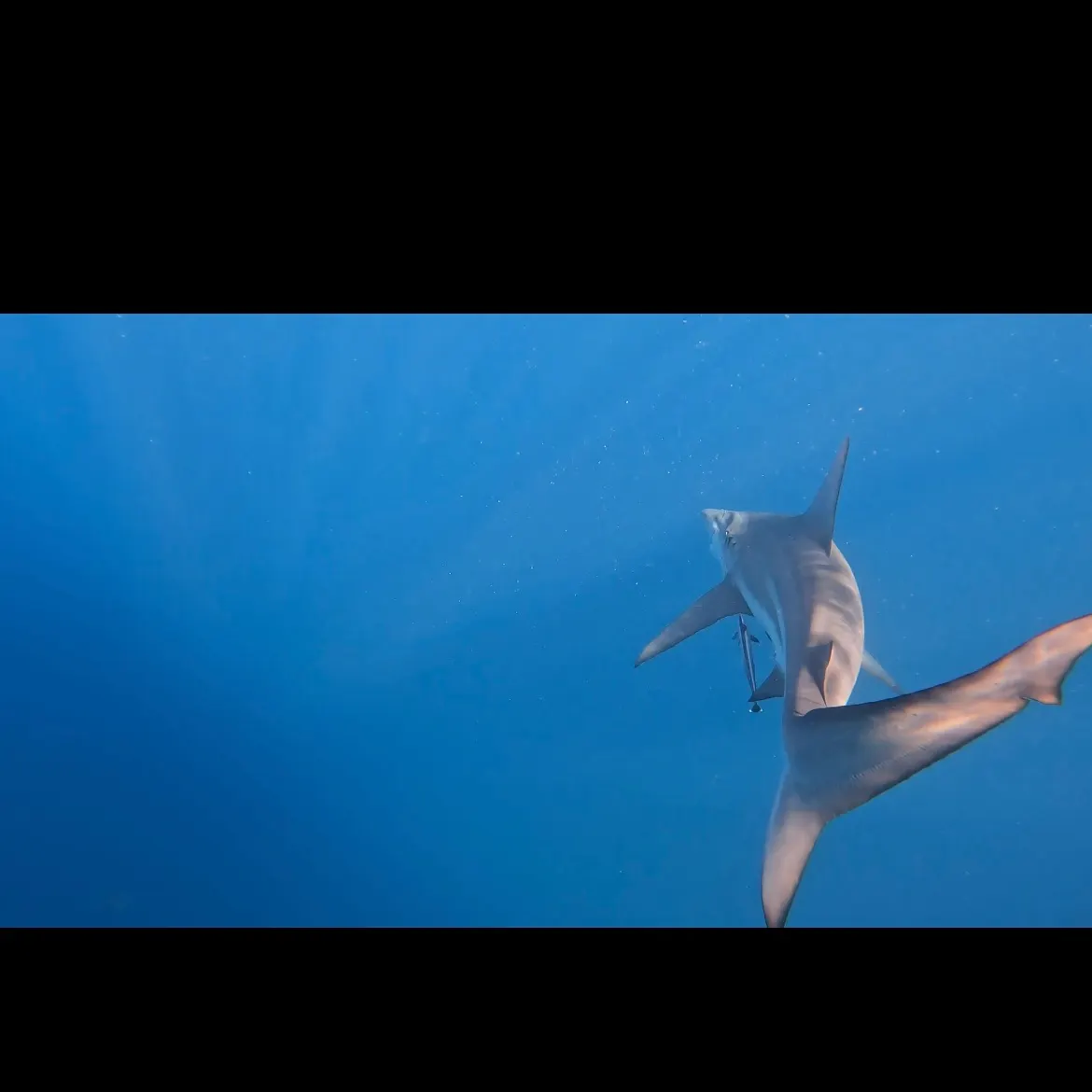 The most recent Dusky shark catches on Fishbrain