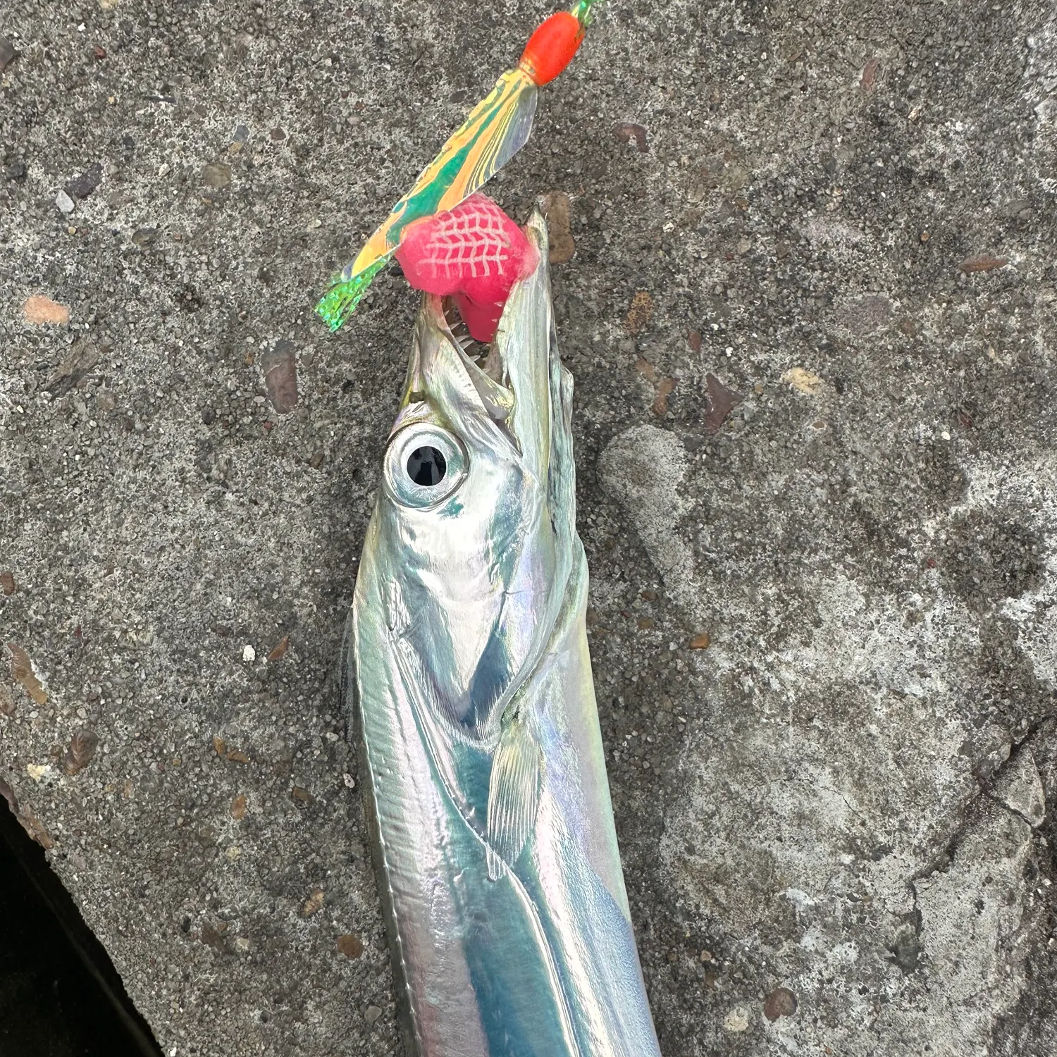 The most recent Atlantic cutlassfish catches on Fishbrain