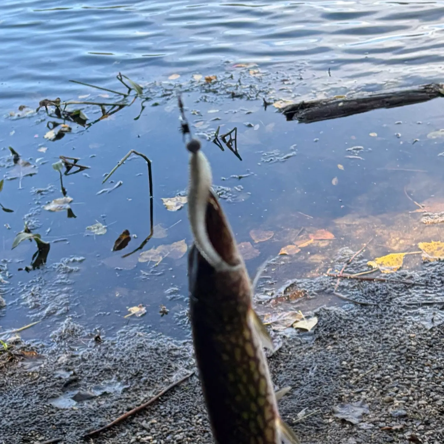 Chain pickerel caught on Fishbrain