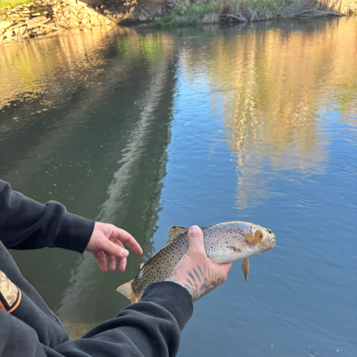 The most recent Cutthroat trout catches on Fishbrain