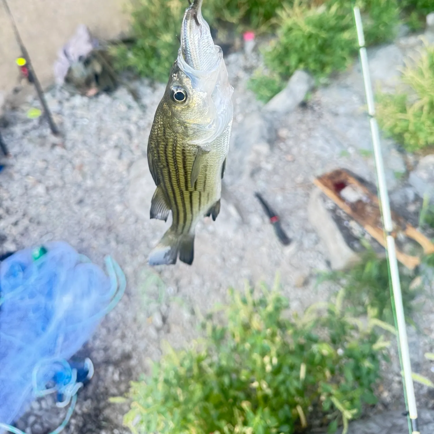 Yellow bass caught on Fishbrain