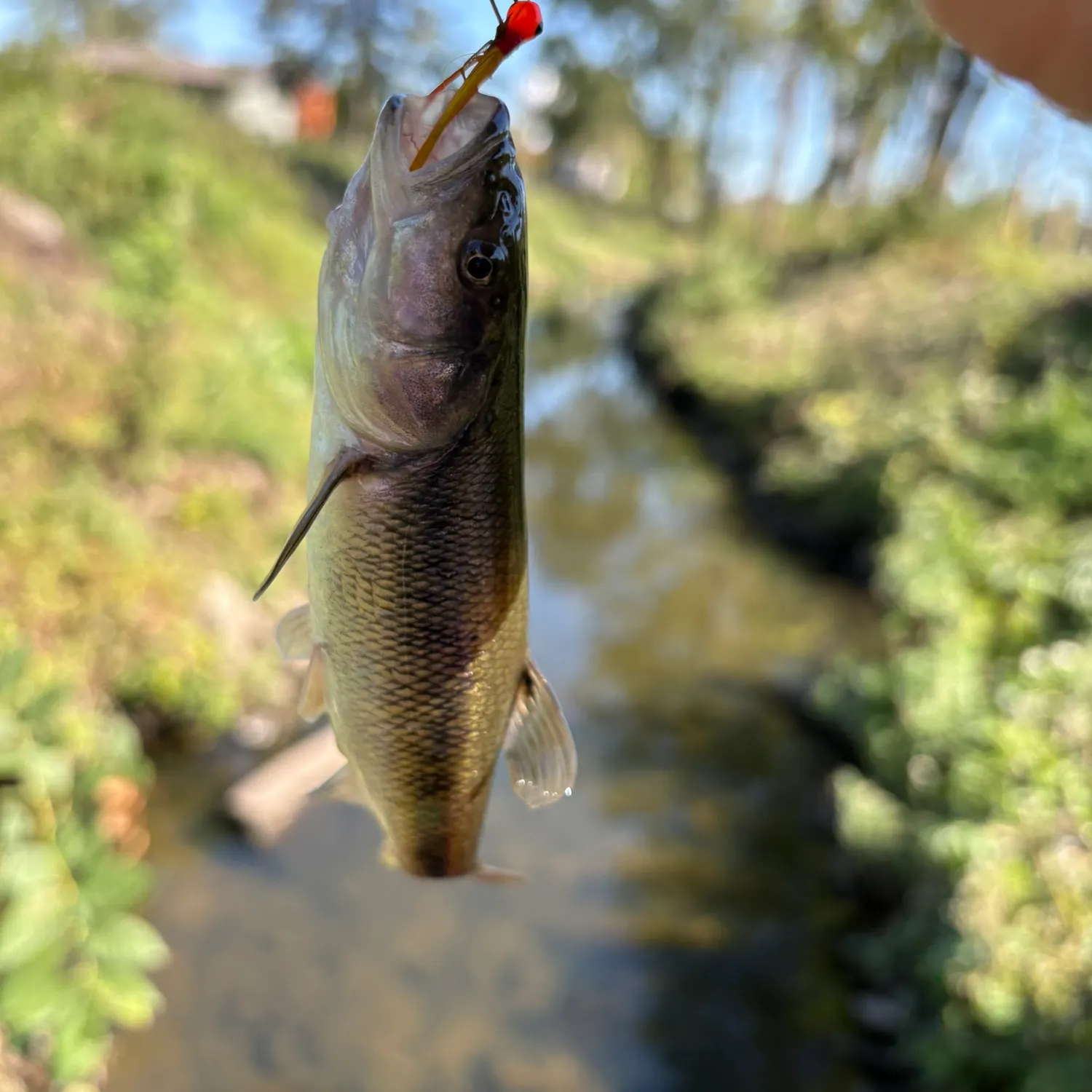 Creek chub caught on Fishbrain