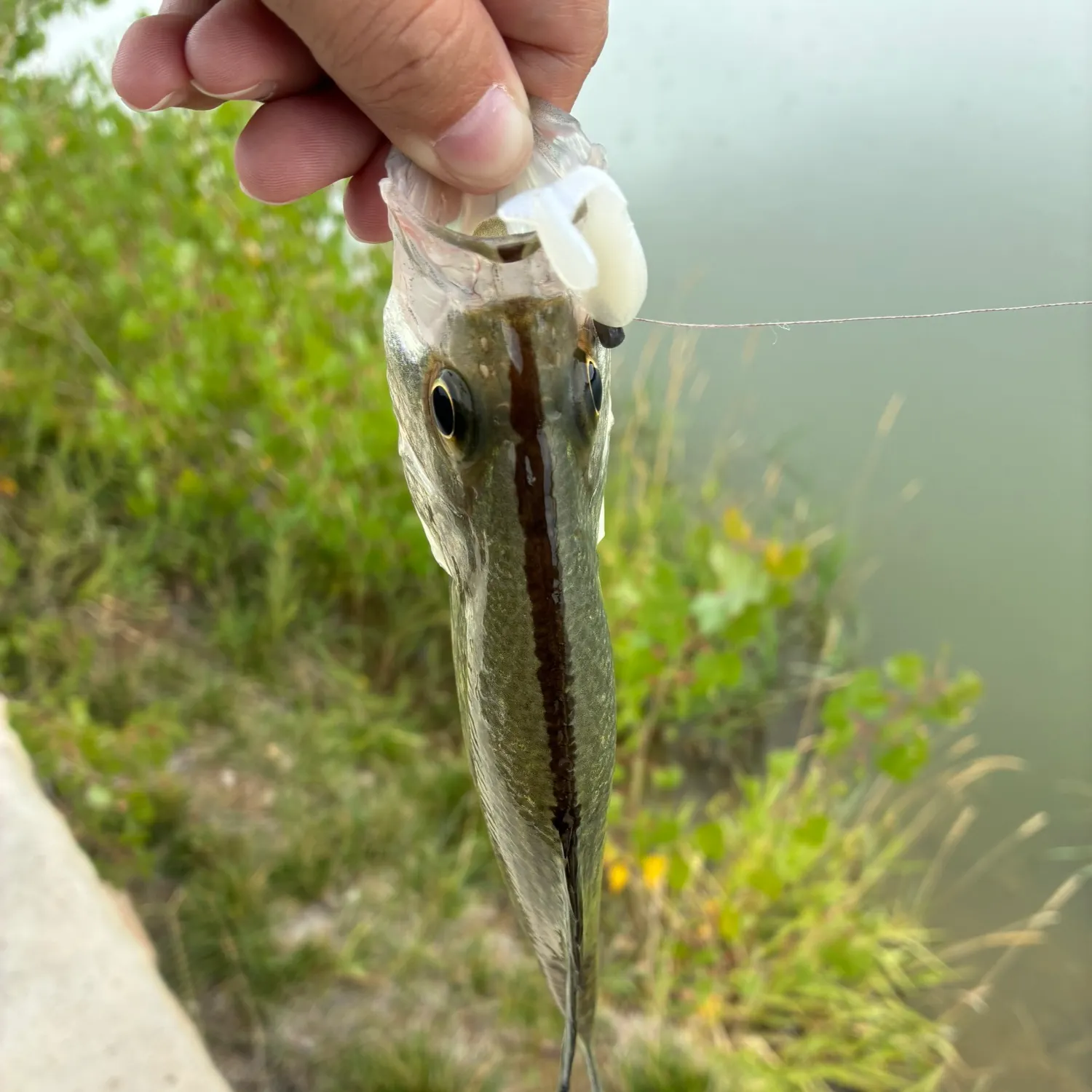 The most recent Magnolia crappie catches on Fishbrain