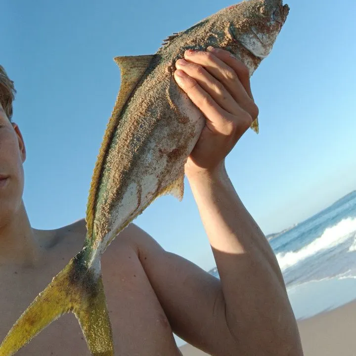 The most recent Southern yellowtail amberjack catches on Fishbrain