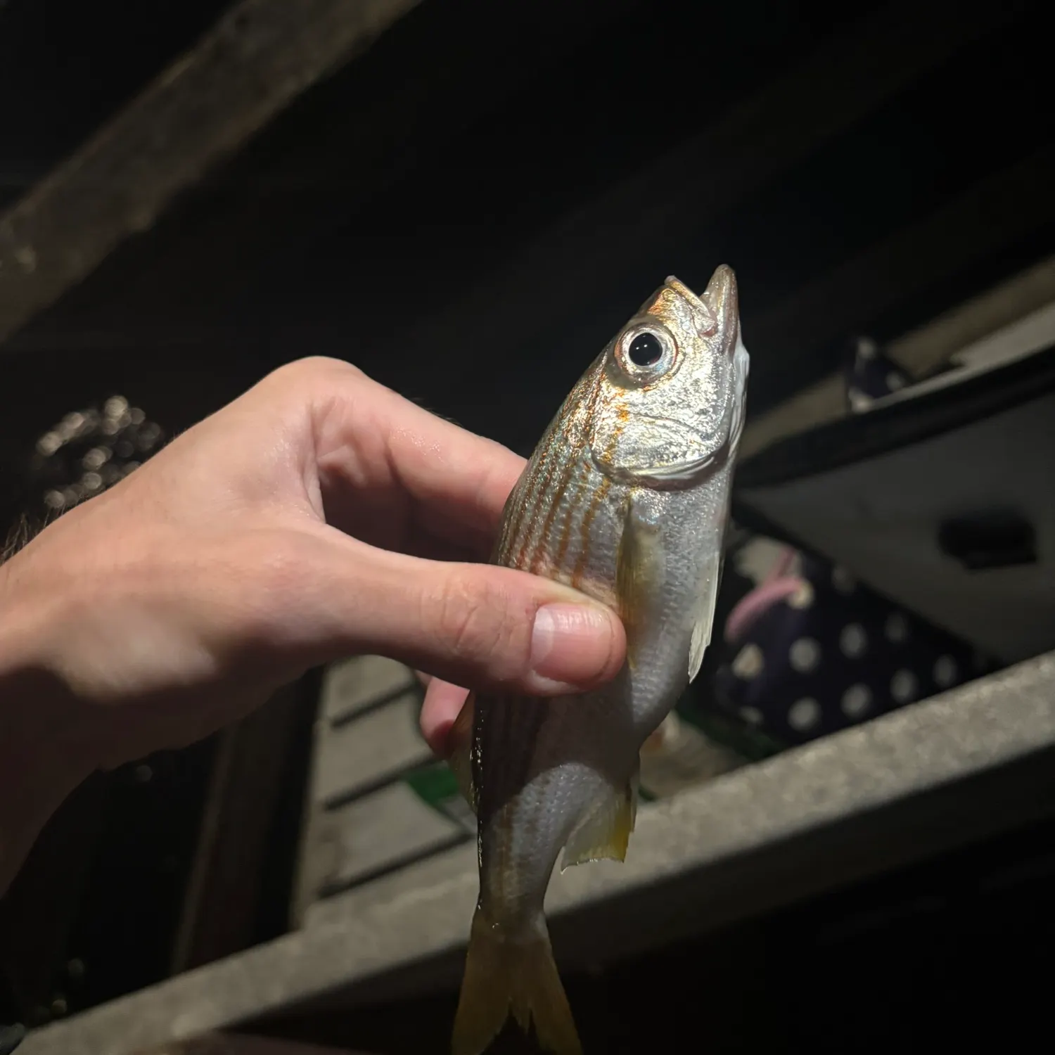 The most recent Salema porgy catches on Fishbrain