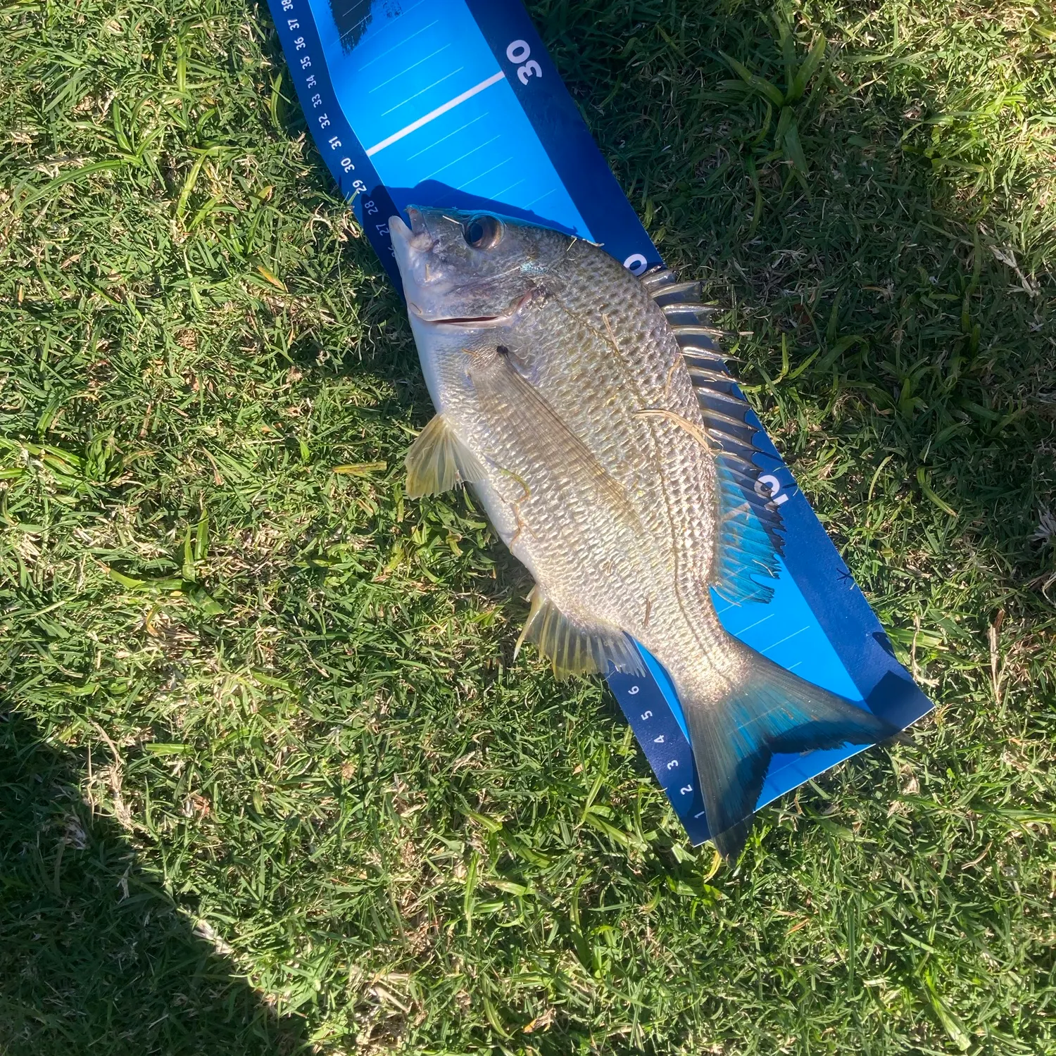 Surf bream caught on Fishbrain