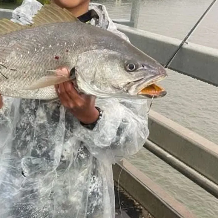 Japanese meagre caught on Fishbrain