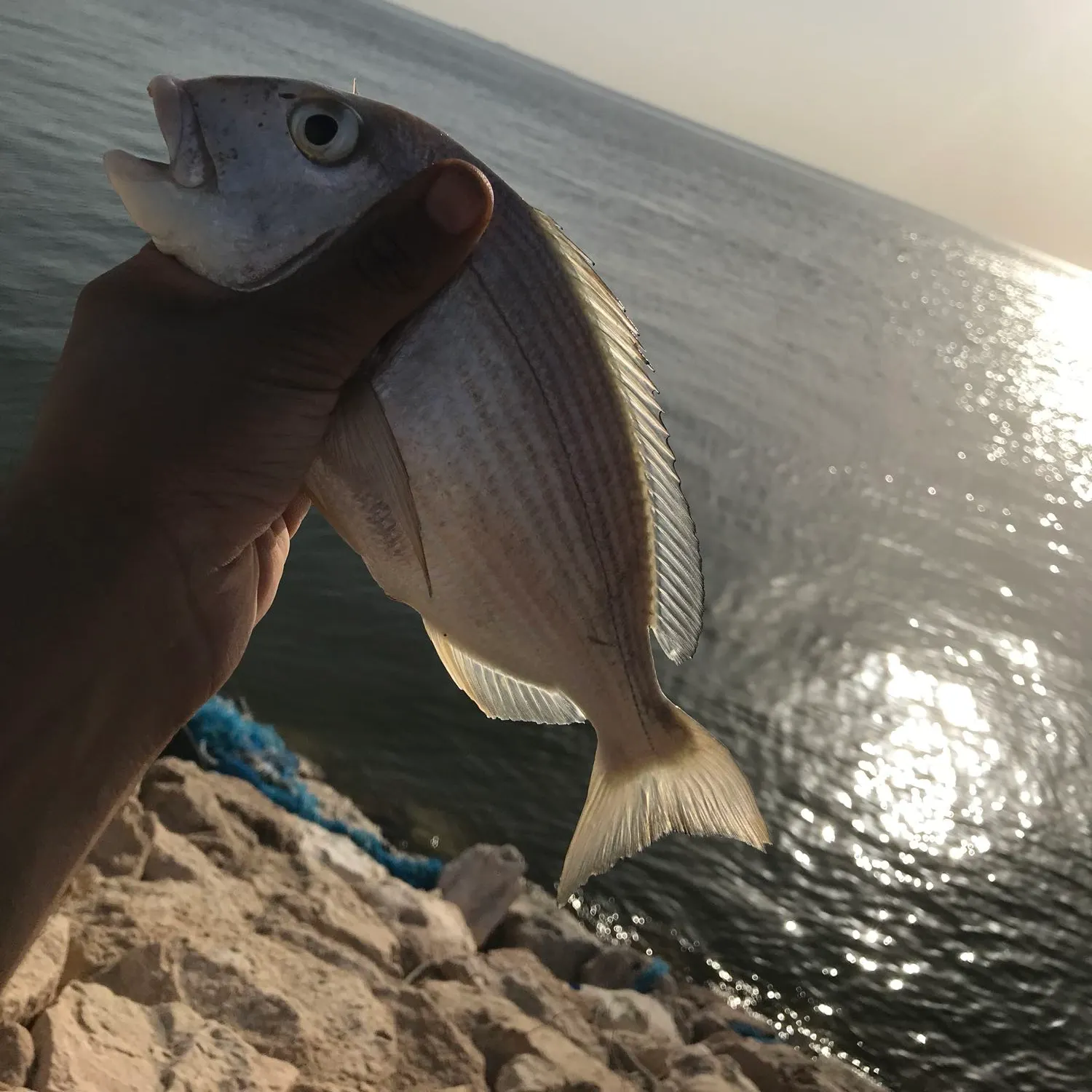 Fish caught on Fishbrain