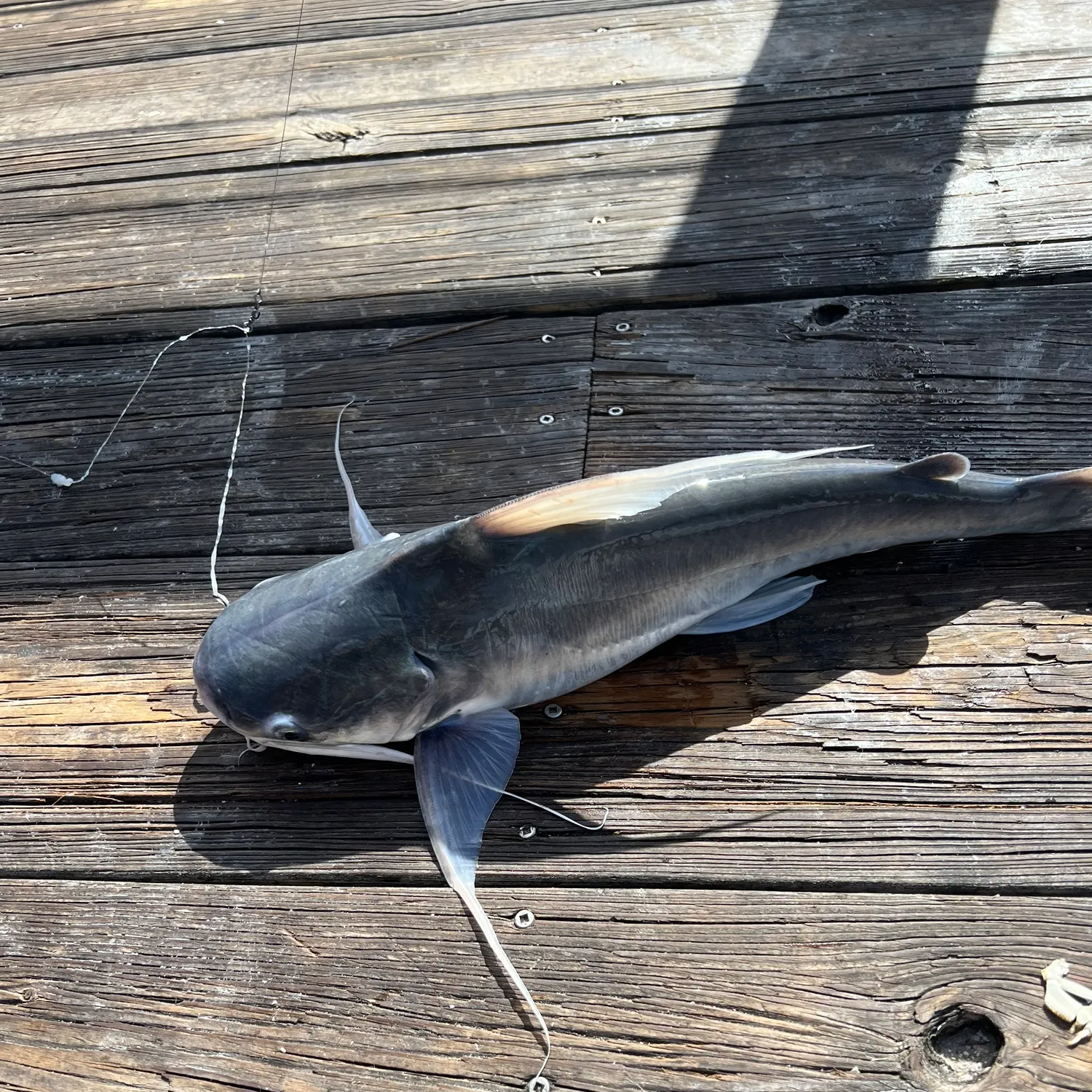 Gafftopsail sea catfish caught on Fishbrain