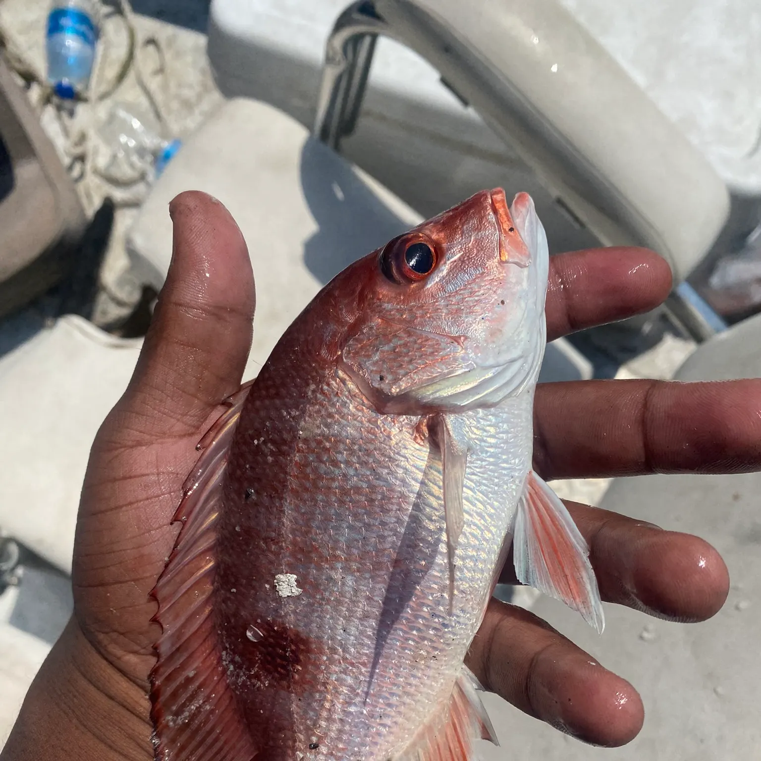 The most recent Northern red snapper catches on Fishbrain