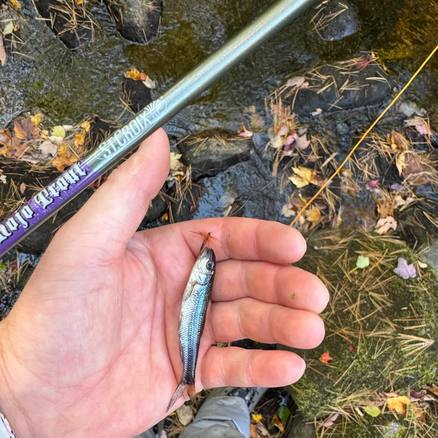 Fallfish caught on Fishbrain