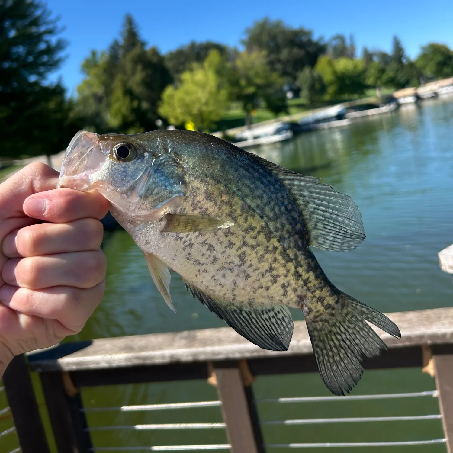 Black crappie caught on Fishbrain