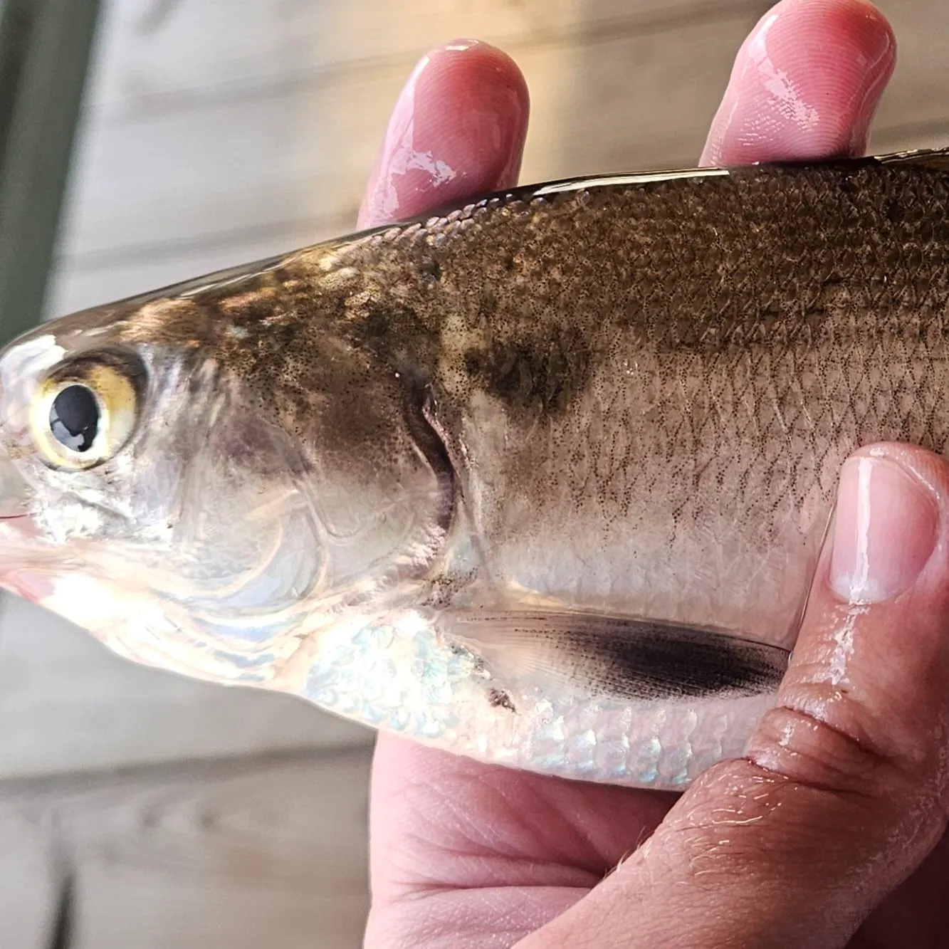 The most recent American gizzard shad catches on Fishbrain