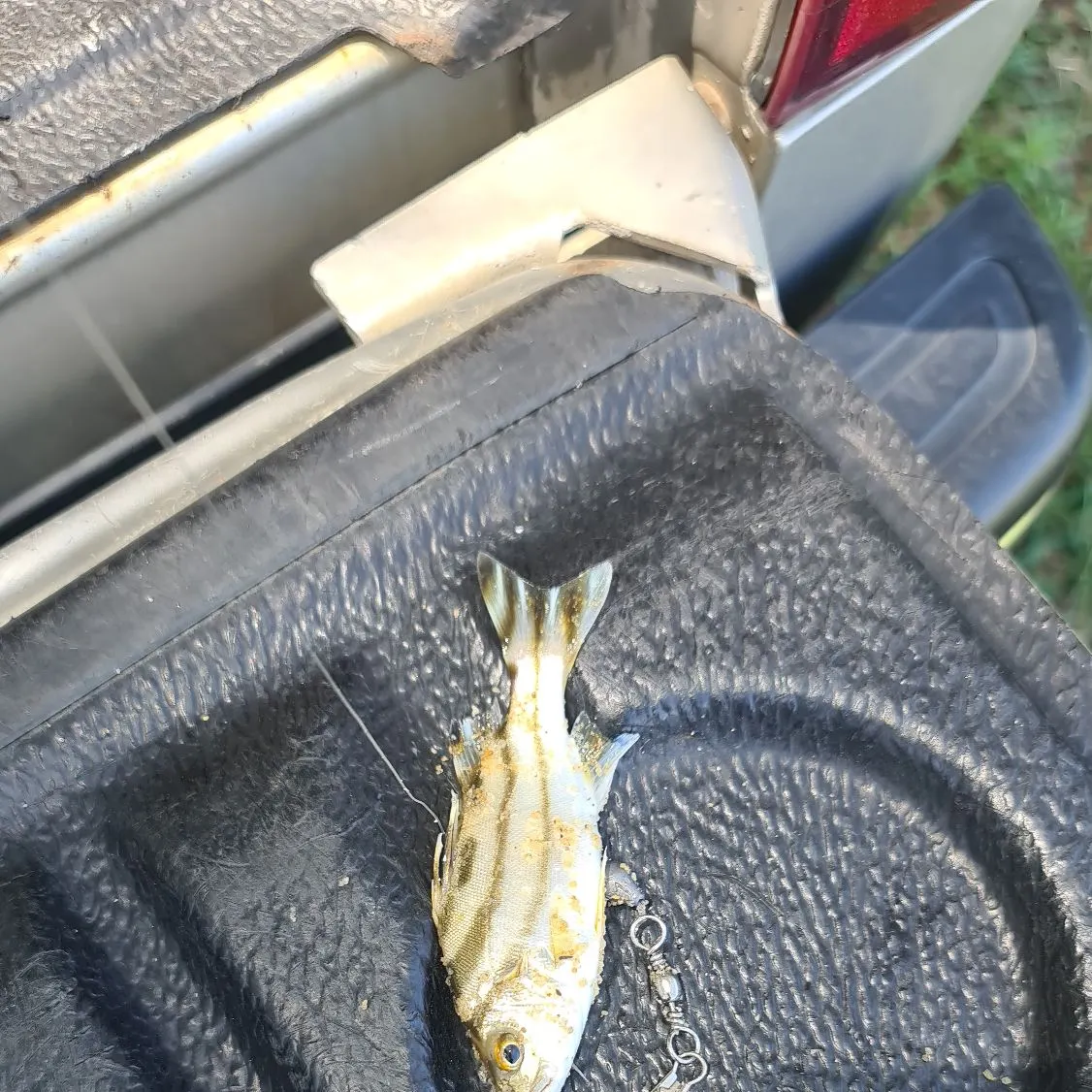 The most recent Jarbua terapon catches on Fishbrain