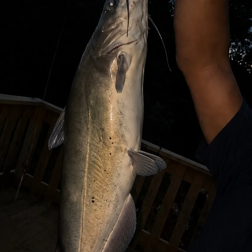 Channel catfish caught on Fishbrain