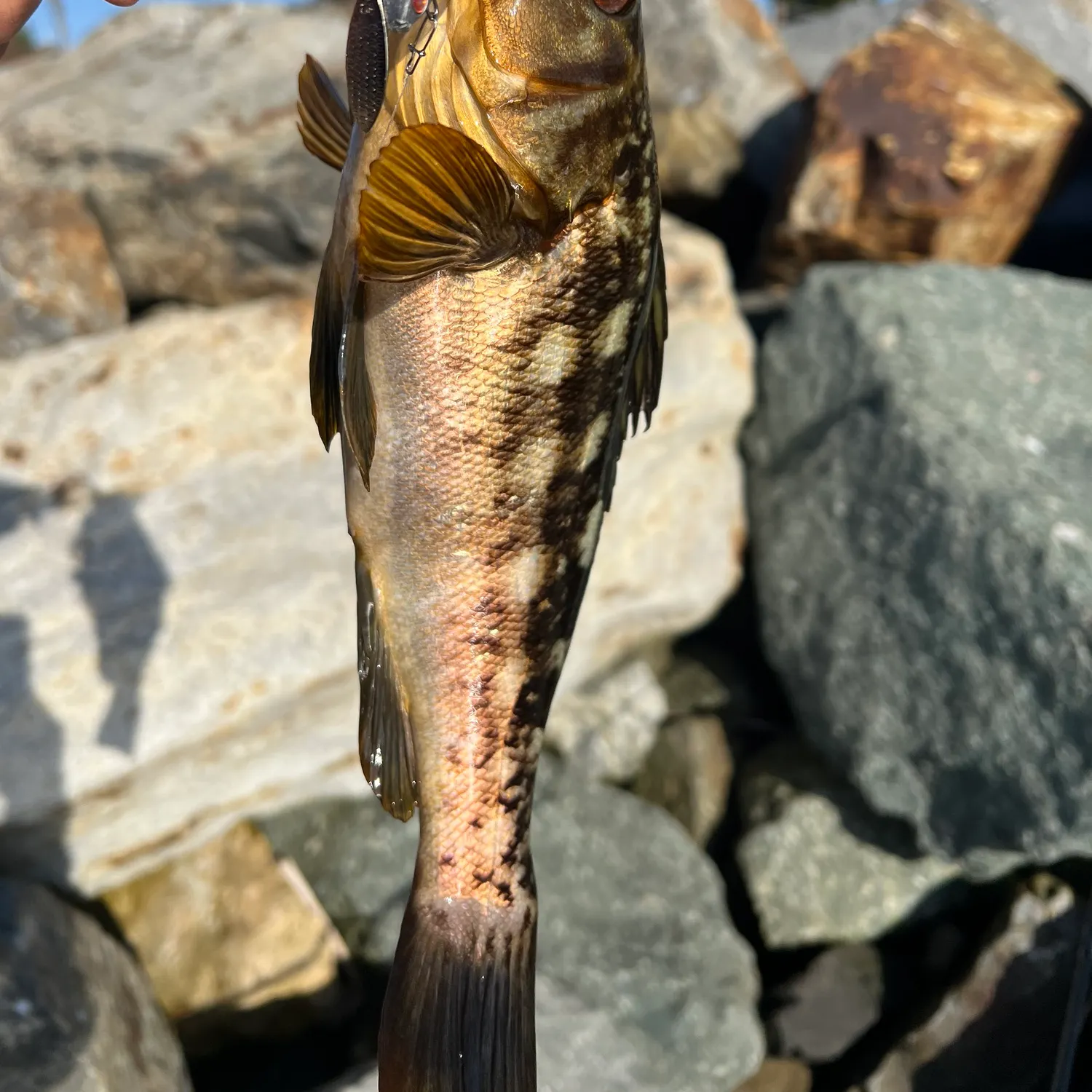 The most recent Kelp bass catches on Fishbrain