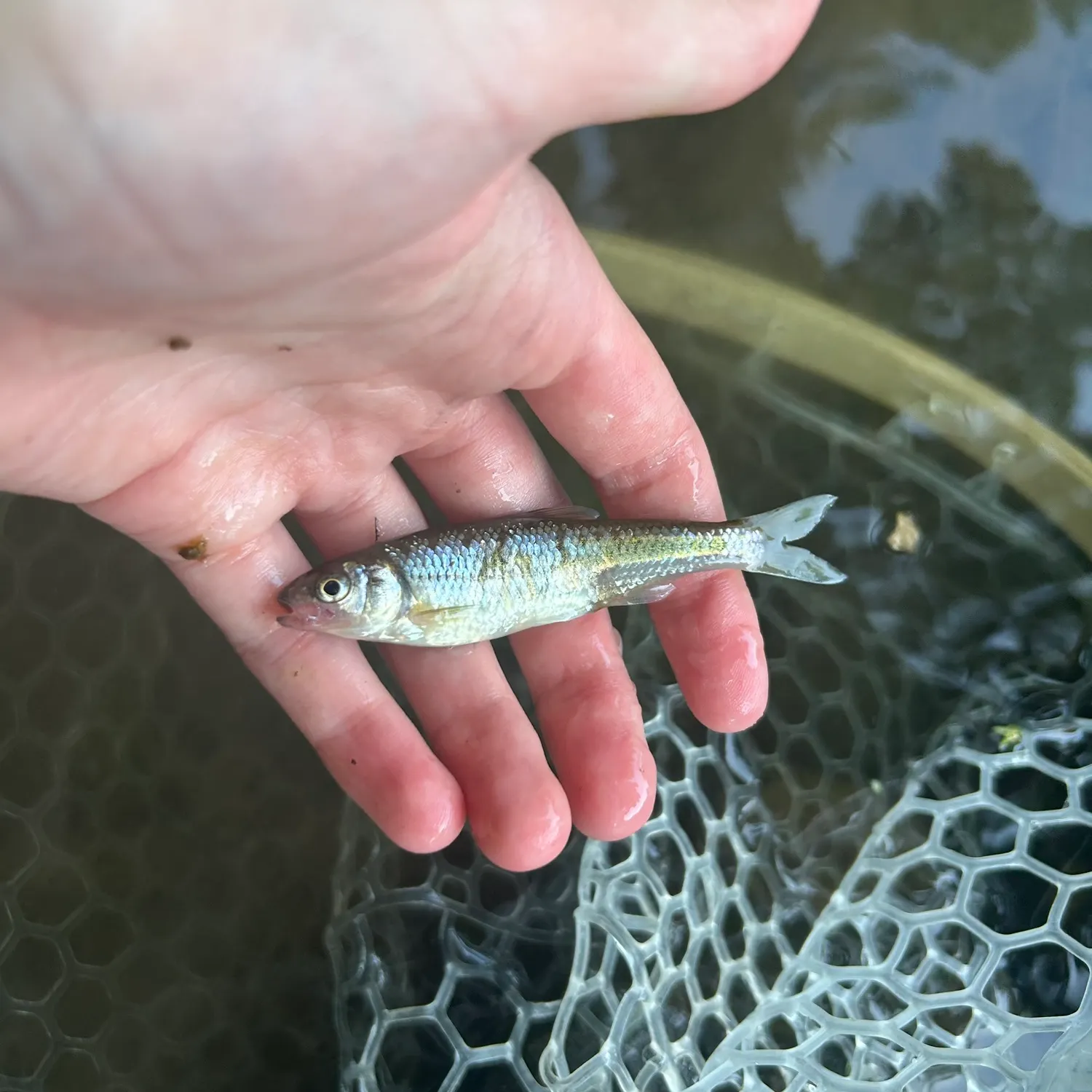 The most recent Common shiner catches on Fishbrain