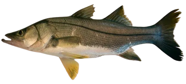 Mexican snook