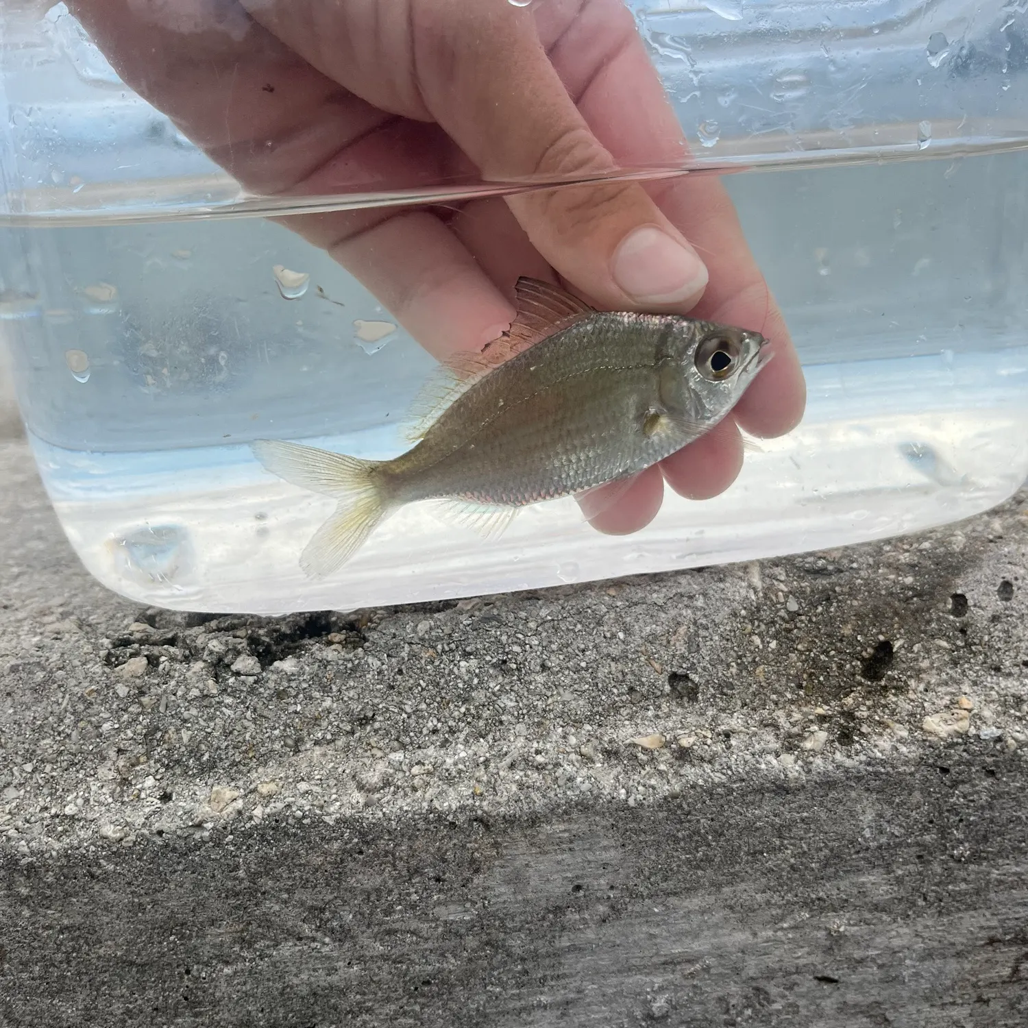 The most recent Silver jenny catches on Fishbrain