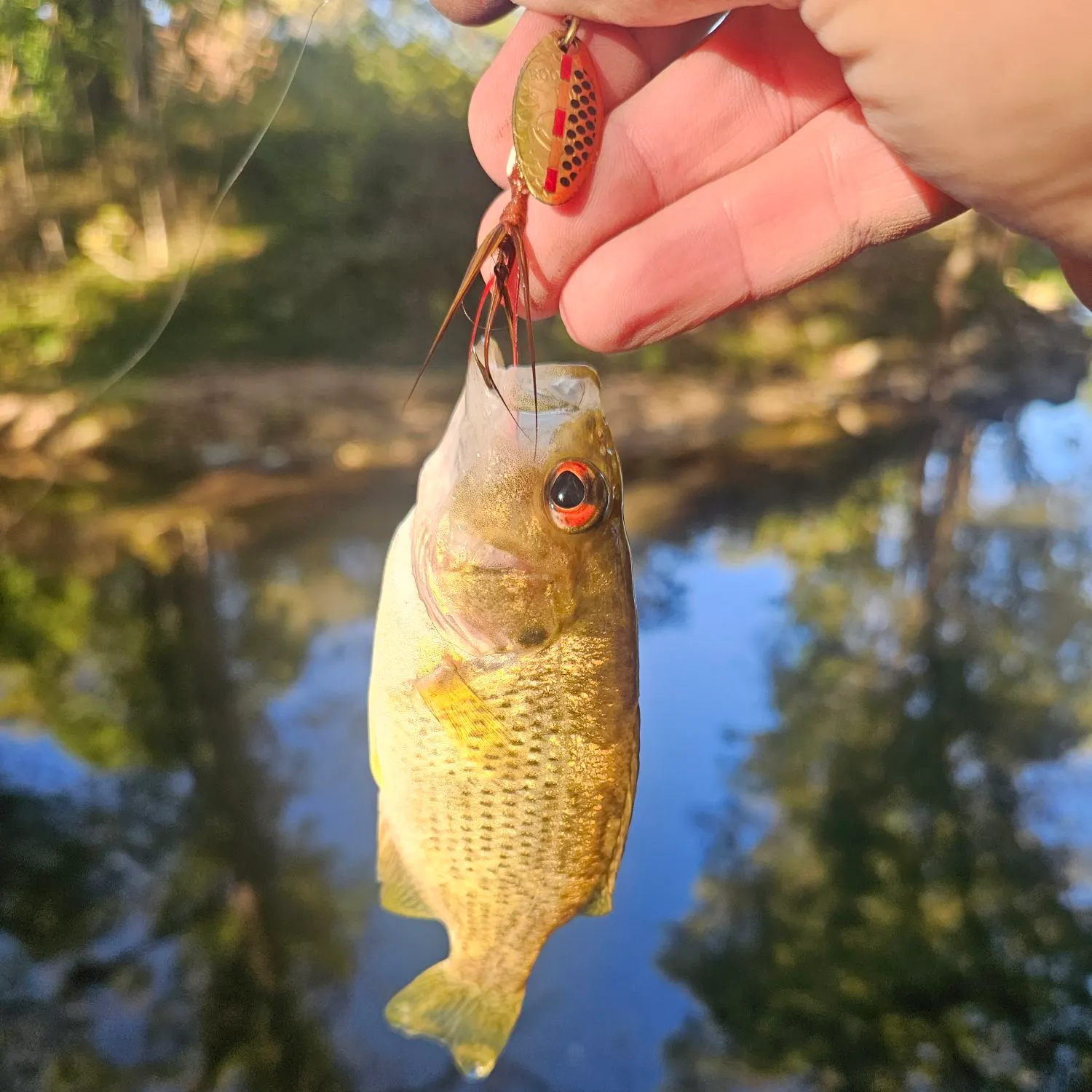 Rock bass caught on Fishbrain