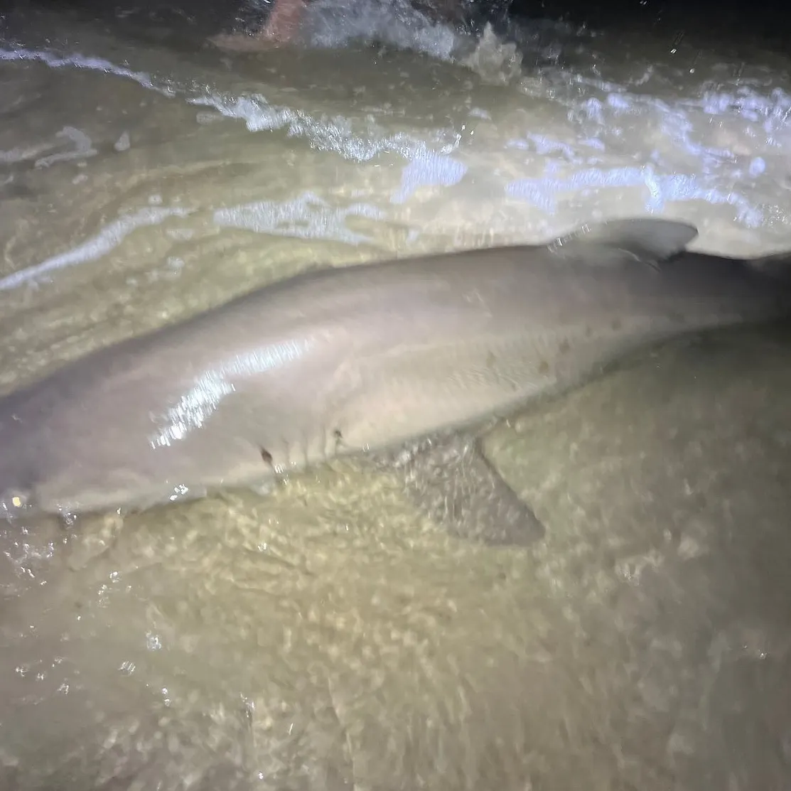 The most recent Lemon shark catches on Fishbrain
