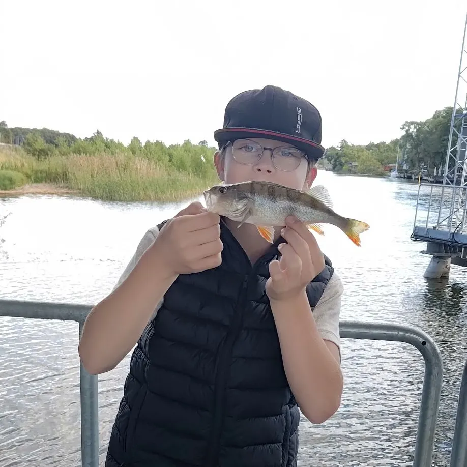European perch caught on Fishbrain