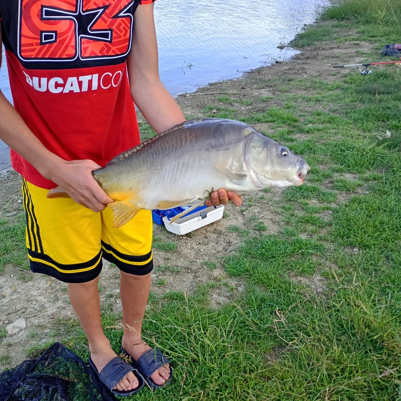 Leather carp caught on Fishbrain
