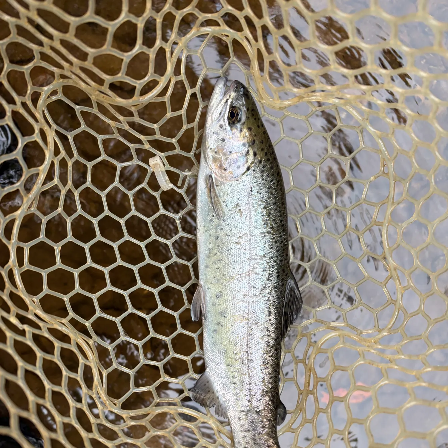 Rainbow trout caught on Fishbrain