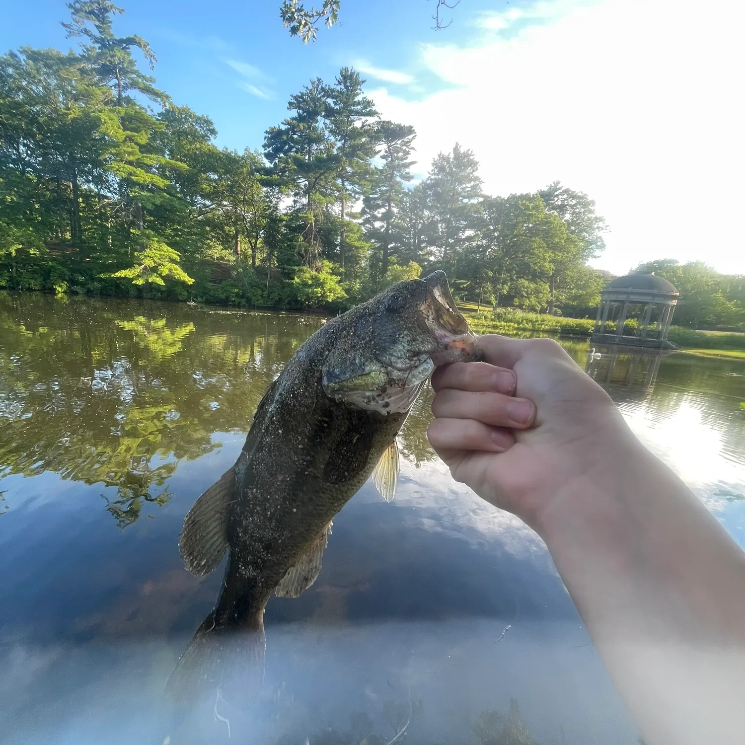 Largemouth bass caught on Fishbrain