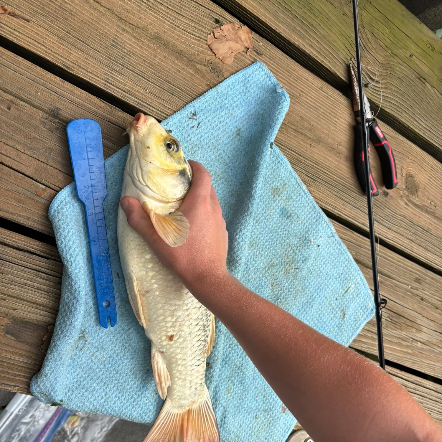 recently logged catches