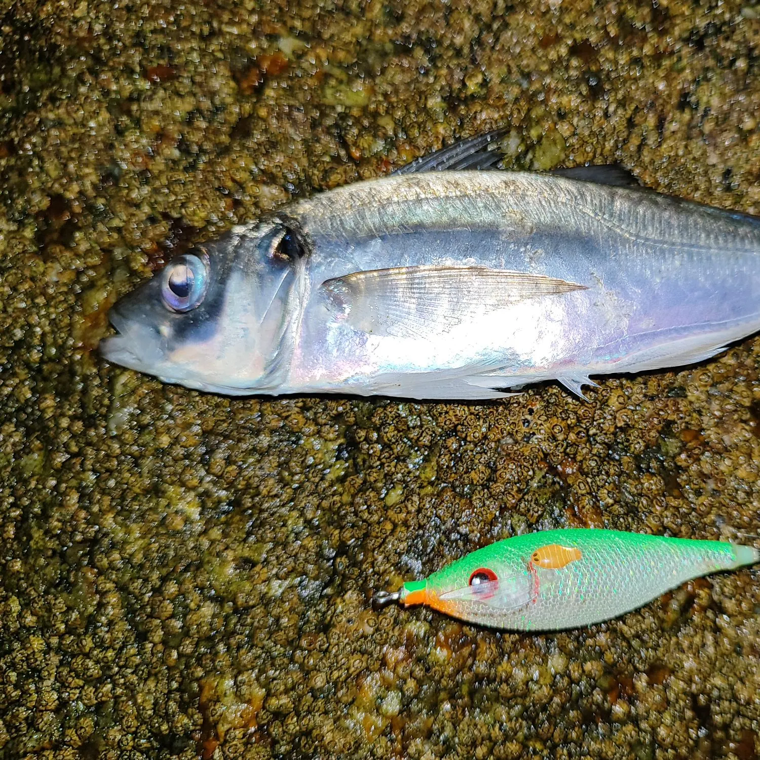 The most recent Mediterranean horse mackerel catches on Fishbrain