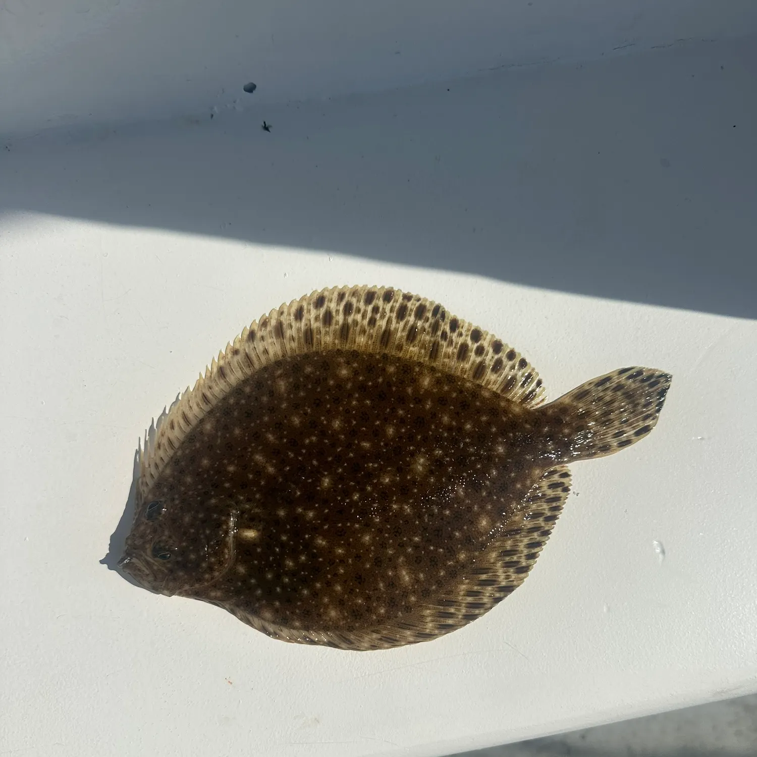 The most recent Windowpane flounder catches on Fishbrain