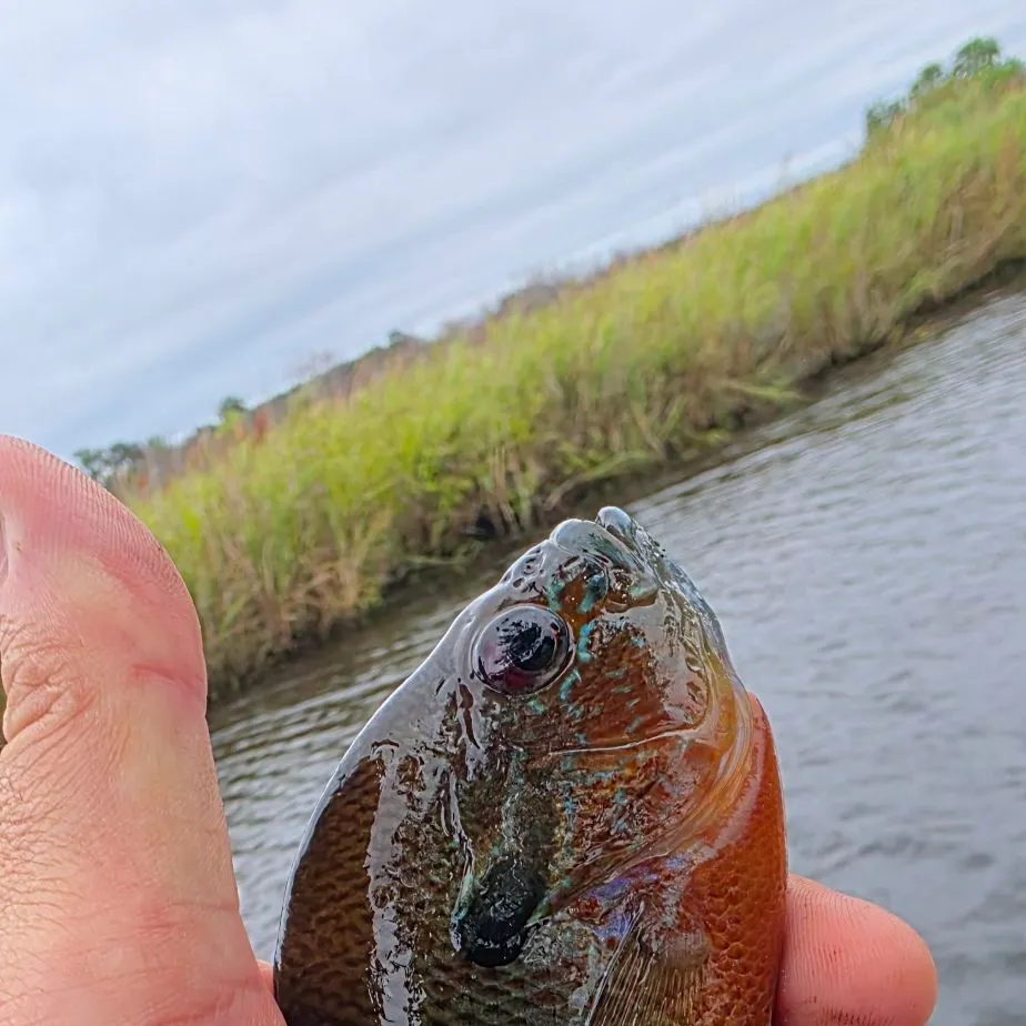 Redbreast sunfish caught on Fishbrain